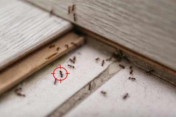 Best Rat Extermination Near Me  in Graham, WA
