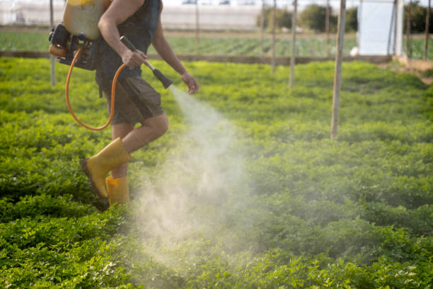 Best Mosquito Control Services  in Graham, WA
