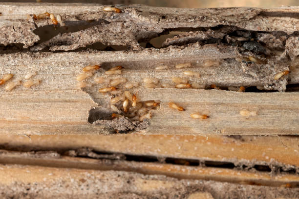 Best Cockroach Control Services  in Graham, WA