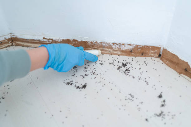 Best Spider Control Near Me  in Graham, WA